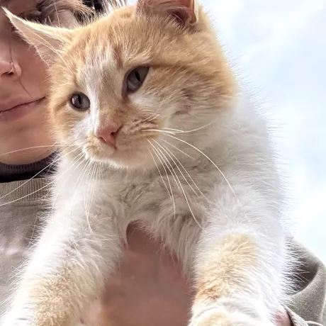 Людина тримає рудо-білого кота на руках на тлі світлого неба. Фокус на коті: добре видно його білу пухнасту грудку та руді плями на лапах. Кіт дивиться вниз.