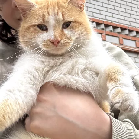 Людина тримає рудо-білого кота, підтримуючи його рукою під живіт. Кіт розслаблено дивиться прямо в об'єктив камери. На задньому плані — паркан із білої та червоної цегли.