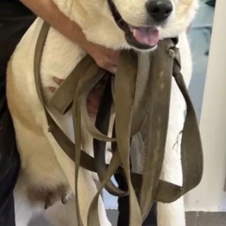 Алабай знайдена у виснаженому стані