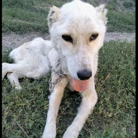 Алабай знайдена у виснаженому стані 