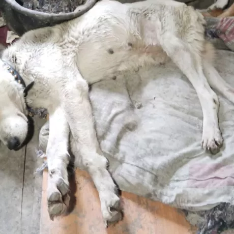 Алабай дівчинка