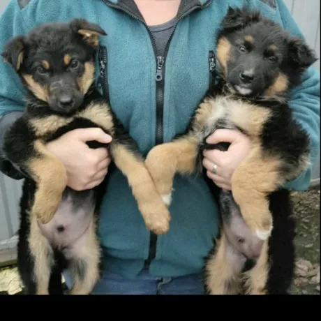 Хлопчики цуценята