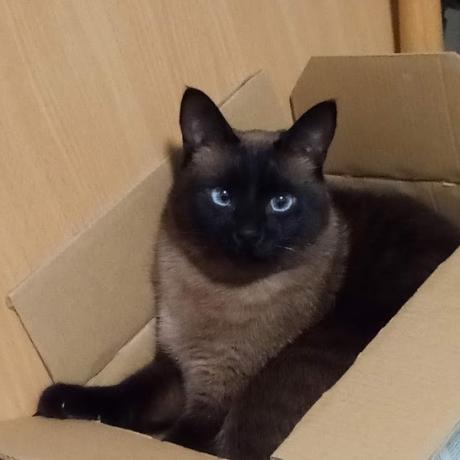кішка сидить в коробці