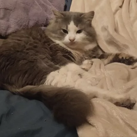 Загубився котик Черкаси