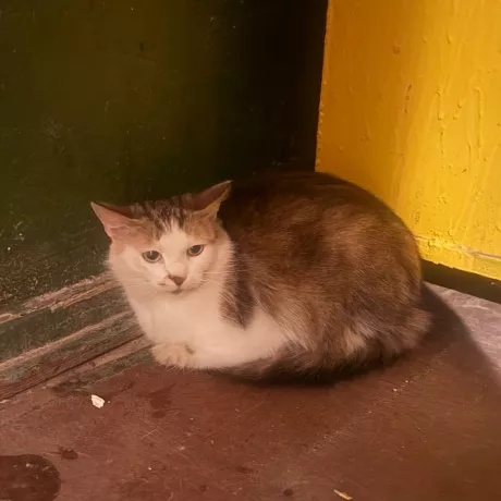 Кішка, шерсть якої поєднує білий, рудий та сіро-коричневий кольори.