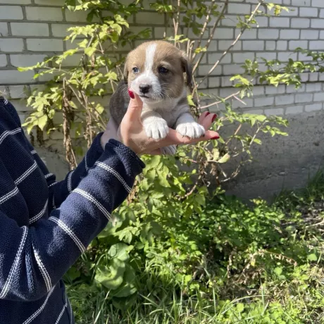 SOS: цуценята без дому! Бездомна собачка народила 5 малюків у заброшеному домі. Шукаємо для них люблячих господарів 🙏.