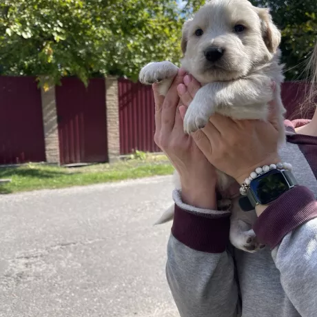 SOS: цуценята без дому! Бездомна собачка народила 5 малюків у заброшеному домі. Шукаємо для них люблячих господарів 🙏.