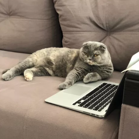 Grey pretty cat