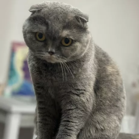 Grey pretty cat