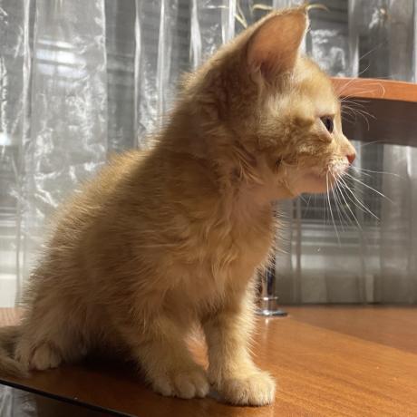 Руде кошеня