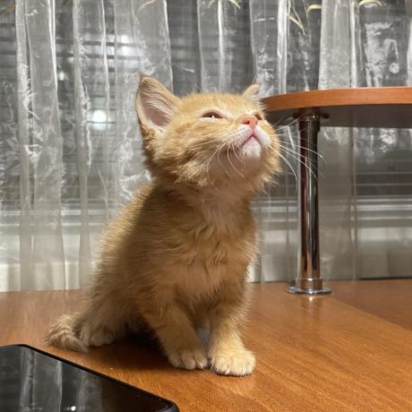 Руде кошеня