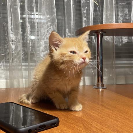 Руде кошеня