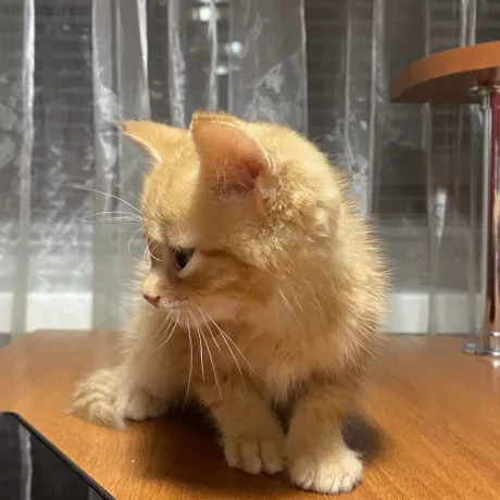 Руде кошеня