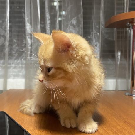 Руде кошеня