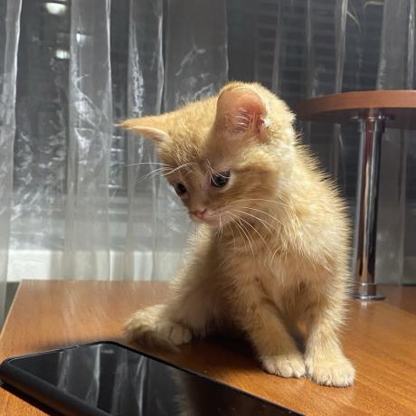 Руде кошеня
