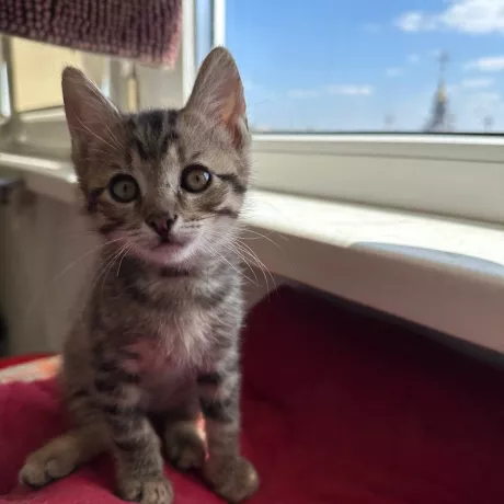 Отдадим котят, 2 месяца, мальчики, будут пушистые.  Мурчащие, ласковые, умные малыши. Будут радостью в вашей семье на долгие годы.  Приученные к лотку. Чистые, ухоженные котята.  Обработаны от блох и глистов. Малыши ручные, не дикие, ластятся, мурчат. Невероятно ласковые.  Отдаём в семью ответственным, любящим животных людям.  Звоните, расскажем подробнее. Приезжайте знакомиться (находимся на площади Шевченко, Минский Массив, Оболонь). Отдаем по договору для безопасности животных.