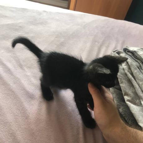 Котик кошеня чорне