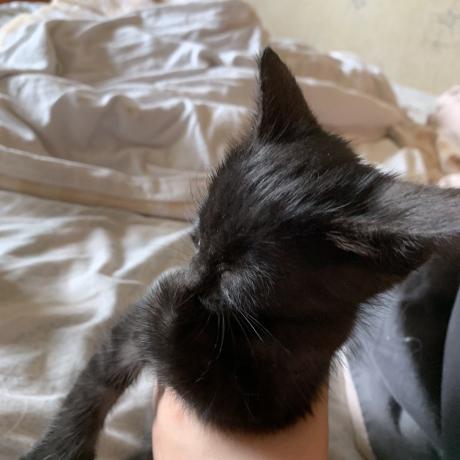Котик кошеня чорне