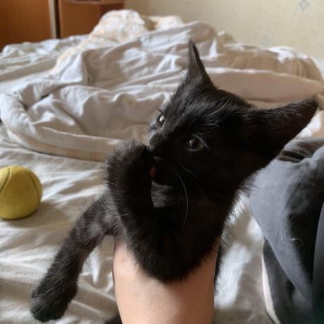 Котик вмиває лапку