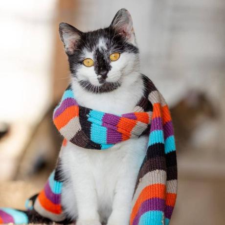 котик Анчоус