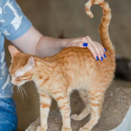 фото кота