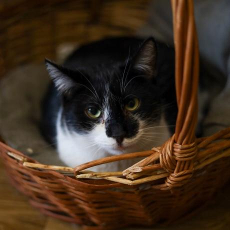 котик Отіс