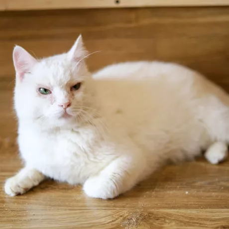 котик