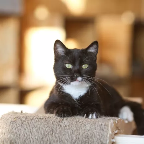 котик