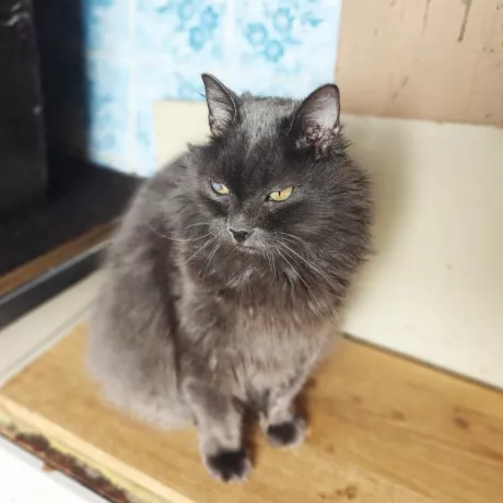 Котик Фелікс шукає дім