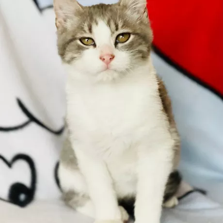 Київ, Лісовий масив Кошеня, назвали Бобо  Табі з білим, короткошерсний  Вік 3 місяці Щеплений, оброблений, привчений до лоточка  Грайливий, шустрий, допитливий При досягненні віку допоможемо з кастрацією. По всім питанням щодо кошеня Наталя +38 096 664 83 34 Viber, Telegram, WhatsApp