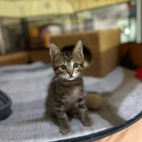 Отдадим котят, 2 месяца, мальчики, будут пушистые.  Мурчащие, ласковые, умные малыши. Будут радостью в вашей семье на долгие годы.  Приученные к лотку. Чистые, ухоженные котята.  Обработаны от блох и глистов. Малыши ручные, не дикие, ластятся, мурчат. Невероятно ласковые.  Отдаём в семью ответственным, любящим животных людям.  Звоните, расскажем подробнее. Приезжайте знакомиться (находимся на площади Шевченко, Минский Массив, Оболонь). Отдаем по договору для безопасности животных.