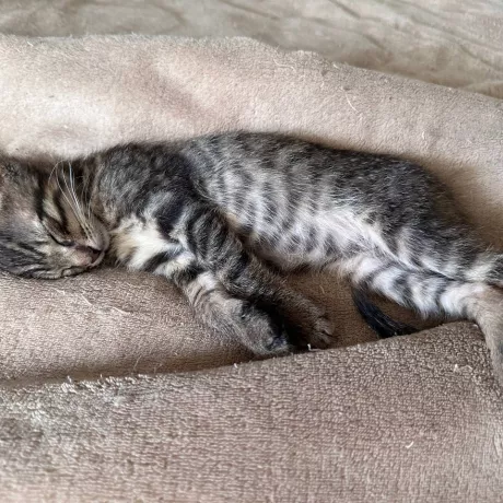 Отдадим котят, 2 месяца, мальчики, будут пушистые.  Мурчащие, ласковые, умные малыши. Будут радостью в вашей семье на долгие годы.  Приученные к лотку. Чистые, ухоженные котята.  Обработаны от блох и глистов. Малыши ручные, не дикие, ластятся, мурчат. Невероятно ласковые.  Отдаём в семью ответственным, любящим животных людям.  Звоните, расскажем подробнее. Приезжайте знакомиться (находимся на площади Шевченко, Минский Массив, Оболонь). Отдаем по договору для безопасности животных.